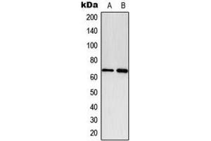 Western blot analysis of Paxillin (pY118) expression in A549 PDGF-treated (A), NIH3T3 PDGF-treated (B) whole cell lysates. (Paxillin 抗体  (pTyr118))