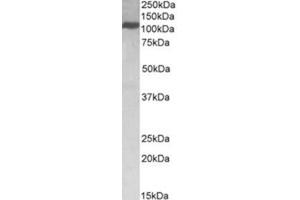 Image no. 1 for anti-Kinesin Family Member 5B (KIF5B) (C-Term) antibody (ABIN374232) (KIF5B 抗体  (C-Term))
