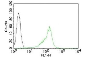 Intracellular FACS testing of 293 cells with Nucleoli marker antibody (green).