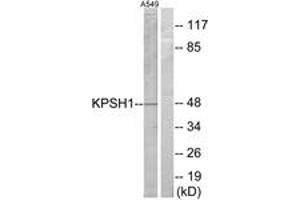 Western blot analysis of extracts from A549 cells, using KPSH1 Antibody. (PSKH1 抗体  (AA 261-310))