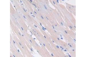 IHC-P analysis of Rat Tissue, with DAB staining. (VEGFC 抗体  (AA 108-223))