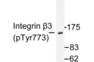 Image no. 1 for anti-Integrin beta 3 (ITGB3) (pTyr773) antibody (ABIN318050) (Integrin beta 3 抗体  (pTyr773))