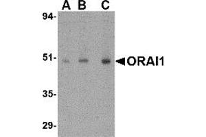 Western Blotting (WB) image for anti-ORAI Calcium Release-Activated Calcium Modulator 1 (ORAI1) (C-Term) antibody (ABIN1030562) (ORAI1 抗体  (C-Term))