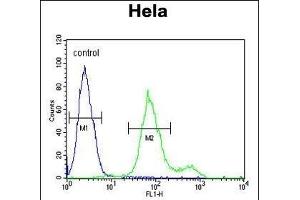 SUMF1 Antibody (C-Term) (ABIN653924 and ABIN2843158) flow cytometric analysis of Hela cells (right histogram) compared to a negative control cell (left histogram). (SUMF1 抗体  (C-Term))