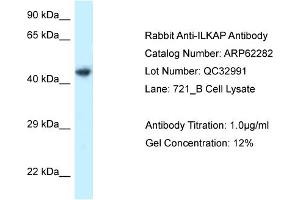 Western Blotting (WB) image for anti-Integrin-Linked Kinase-Associated Serine/threonine Phosphatase 2C (ILKAP) (C-Term) antibody (ABIN970957) (ILKAP 抗体  (C-Term))