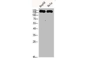 Western Blot analysis of HEPG2 Hela cells using CYFIP2 Polyclonal Antibody diluted at 1:500. (CYFIP2 抗体  (AA 1171-1220))