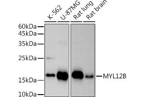 Western blot analysis of extracts of various cell lines, using (ABIN7268760) at 1:500 dilution. (MYL12B 抗体)