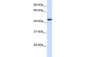 WB Suggested Anti-TRDMT1 Antibody Titration:  0. (Dnmt2 抗体  (N-Term))