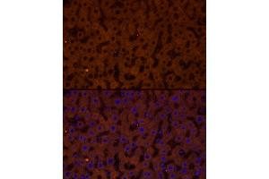 Immunofluorescence analysis of rat liver cells using GCGR Rabbit pAb (ABIN7267394) at dilution of 1:50 (40x lens). (Glucagon Receptor 抗体  (AA 1-140))