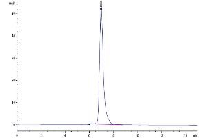 The purity of Human IgG1 Fc is greater than 95 % as determined by SEC-HPLC. (IgG1 Fc 蛋白)
