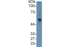 Western blot analysis of Rat Spleen lysate, using Rat FGb Antibody (1 µg/ml) and HRP-conjugated Goat Anti-Rabbit antibody ( (Fibrinogen beta Chain 抗体  (AA 33-479))
