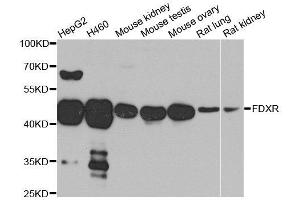 Western blot analysis of extracts of various cell lines, using FDXR antibody. (Ferredoxin Reductase 抗体  (AA 252-491))