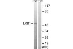 Western blot analysis of extracts from HT-29 cells, using LKB1 (Ab-334) Antibody. (LKB1 抗体  (AA 300-349))