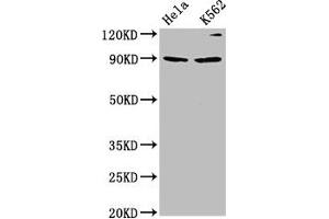 Western Blot Positive WB detected in: Hela whole cell lysate, K562 whole cell lysate All lanes: KIF3C antibody at 4. (KIF3C 抗体  (AA 158-267))