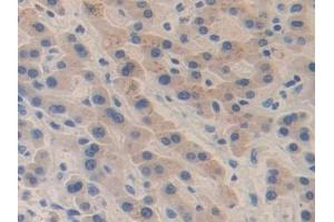 Immunohistochemistry (IHC) image for anti-Coagulation Factor V (F5) (AA 1979-2217) antibody (ABIN7438142)