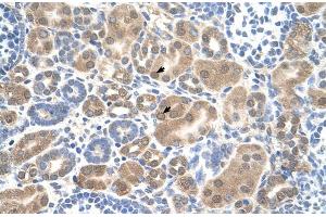 Human kidney (SLC38A1 抗体  (Middle Region))