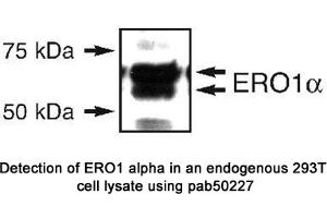 Image no. 1 for anti-Endoplasmic Oxidoreductin-1 (ERO1) (N-Term) antibody (ABIN363536) (ERO1 抗体  (N-Term))