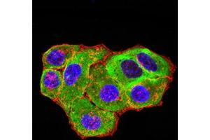 Immunofluorescence analysis of Hela cells using HTR3A mouse mAb (green). (Serotonin Receptor 3A 抗体  (AA 24-157))