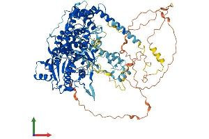 AlphaFold protein structure predicition of Human Recombinant XRN2 Protein, UniprotID Q9H0D6