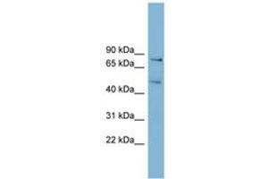 Image no. 1 for anti-Block of Proliferation 1 (BOP1) (AA 35-84) antibody (ABIN6742024) (BOP1 抗体  (AA 35-84))
