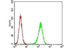 Flow cytometric analysis of Hela cells using MuRF1 mouse mAb (green) and negative control (red). (TRIM63 抗体  (AA 293-304))