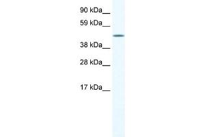 anti-A830039H10RIK (C-Term) antibody
