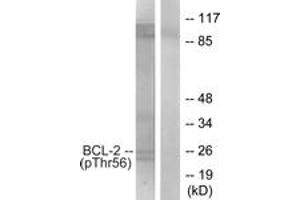 Western blot analysis of extracts from K562 cells treated with H2O2 100uM 30', using BCL-2 (Phospho-Thr56) Antibody. (Bcl-2 抗体  (pThr56))