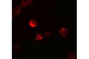Immunofluorescence (IF) image for anti-Leukemia Inhibitory Factor (LIF) (Middle Region) antibody (ABIN1030986) (LIF 抗体  (Middle Region))