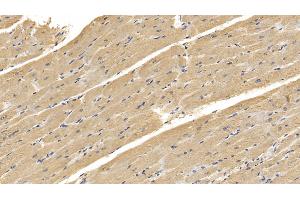 Detection of RNLS in Human Cardiac Muscle Tissue using Monoclonal Antibody to Renalase (RNLS) (RNLS 抗体  (AA 18-342))