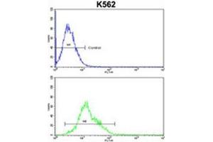 AMPD2 Antibody (Center) flow cytometric analysis of k562 cells (bottom histogram) compared to a negative control cell (top histogram). (AMPD2 抗体  (Middle Region))