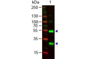 Image no. 1 for Goat anti-Human Ig (Chain lambda), (Light Chain) antibody (ABIN294047) (山羊 anti-人 Ig (Chain lambda), (Light Chain) Antibody)
