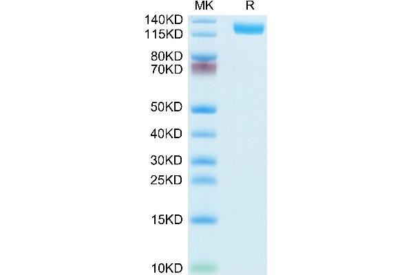 CD13 Protein (AA 69-966) (His tag)