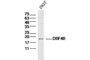 293T lysates probed with DBF4B Polyclonal Antibody, Unconjugated  at 1:300 dilution and 4˚C overnight incubation. (DBF4B/DRF1 抗体  (AA 41-140))