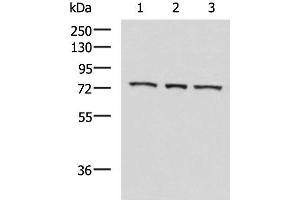 Western blot analysis of K562 cell Mouse heart tissue Jurkat cell lysates using ABI2 Polyclonal Antibody at dilution of 1:550