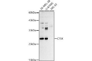 Western blot analysis of extracts of various cell lines, using CTSK antibody (ABIN3022538, ABIN3022539, ABIN3022540 and ABIN6218889) at 1:500 dilution. (Cathepsin K 抗体  (AA 115-329))