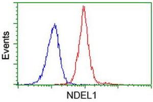 Image no. 1 for anti-NudE Nuclear Distribution E Homolog (A. Nidulans)-Like 1 (NDEL1) antibody (ABIN1499854) (NDEL1 抗体)