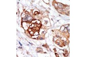 Image no. 2 for anti-Mps1 (TTK) (N-Term) antibody (ABIN360578) (Mps1 抗体  (N-Term))