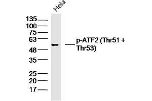 Hela lysates probed with p-ATF2 (Thr51 + Thr53) Polyclonal Antibody, Unconjugated  at 1:300 dilution and 4˚C overnight incubation. (ATF2 抗体  (pThr51, pThr53))