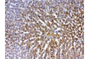 Immunohistochemistry (IHC) image for anti-Paraoxonase 1 (PON1) antibody (ABIN5647230)