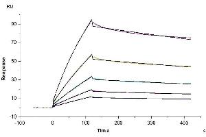 Leukocyte Immunoglobulin-Like Receptor, Subfamily B (With TM and ITIM Domains), Member 2 (LILRB2) (AA 24-457) protein (Fc Tag)