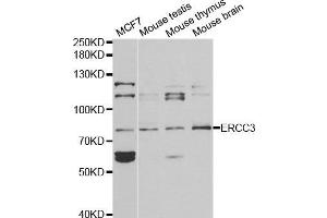 Western blot analysis of extracts of various cell lines, using ERCC3 antibody. (ERCC3 抗体)