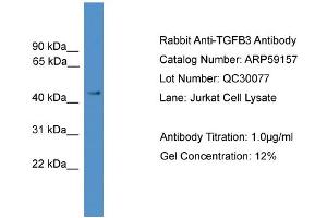 WB Suggested Anti-TGFB3  Antibody Titration: 0. (TGFB3 抗体  (Middle Region))