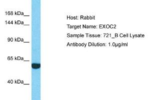 Host: Rabbit Target Name: EXOC2 Sample Type: 721_B Whole Cell lysates Antibody Dilution: 1. (EXOC2 抗体  (N-Term))