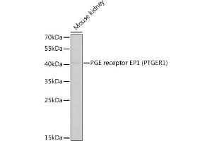 Western blot analysis of extracts of mouse kidney, using PGE receptor EP1 (PGE receptor EP1 (PTGER1)) antibody (ABIN6134824, ABIN6146400, ABIN6146402 and ABIN6219909) at 1:400 dilution. (PTGER1 抗体)