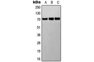 Western blot analysis of BET expression in A549 (A), Raw264. (DNER 抗体  (C-Term))
