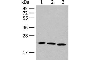 Western blot analysis of A549 HUVEC and 231 cell lysates using FGF10 Polyclonal Antibody at dilution of 1:200 (FGF10 抗体)