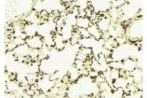 ABIN6276331 at 1/100 staining Mouse lung tissue by IHC-P. (NAMPT 抗体  (C-Term))