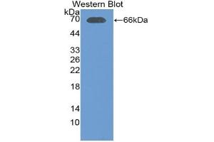 Detection of Recombinant LTF, Porcine using Polyclonal Antibody to Lactoferrin (LTF) (Lactoferrin 抗体  (AA 25-348))