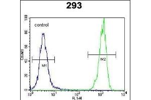 OR10H1 Antibody (C-term) (ABIN654815 and ABIN2844488) flow cytometric analysis of 293 cells (right histogram) compared to a negative control cell (left histogram). (OR10H1 抗体  (C-Term))