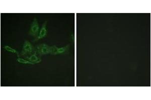 Immunofluorescence analysis of HepG2 cells, using BCL-2 (Ab-69) Antibody. (Bcl-2 抗体  (AA 46-95))